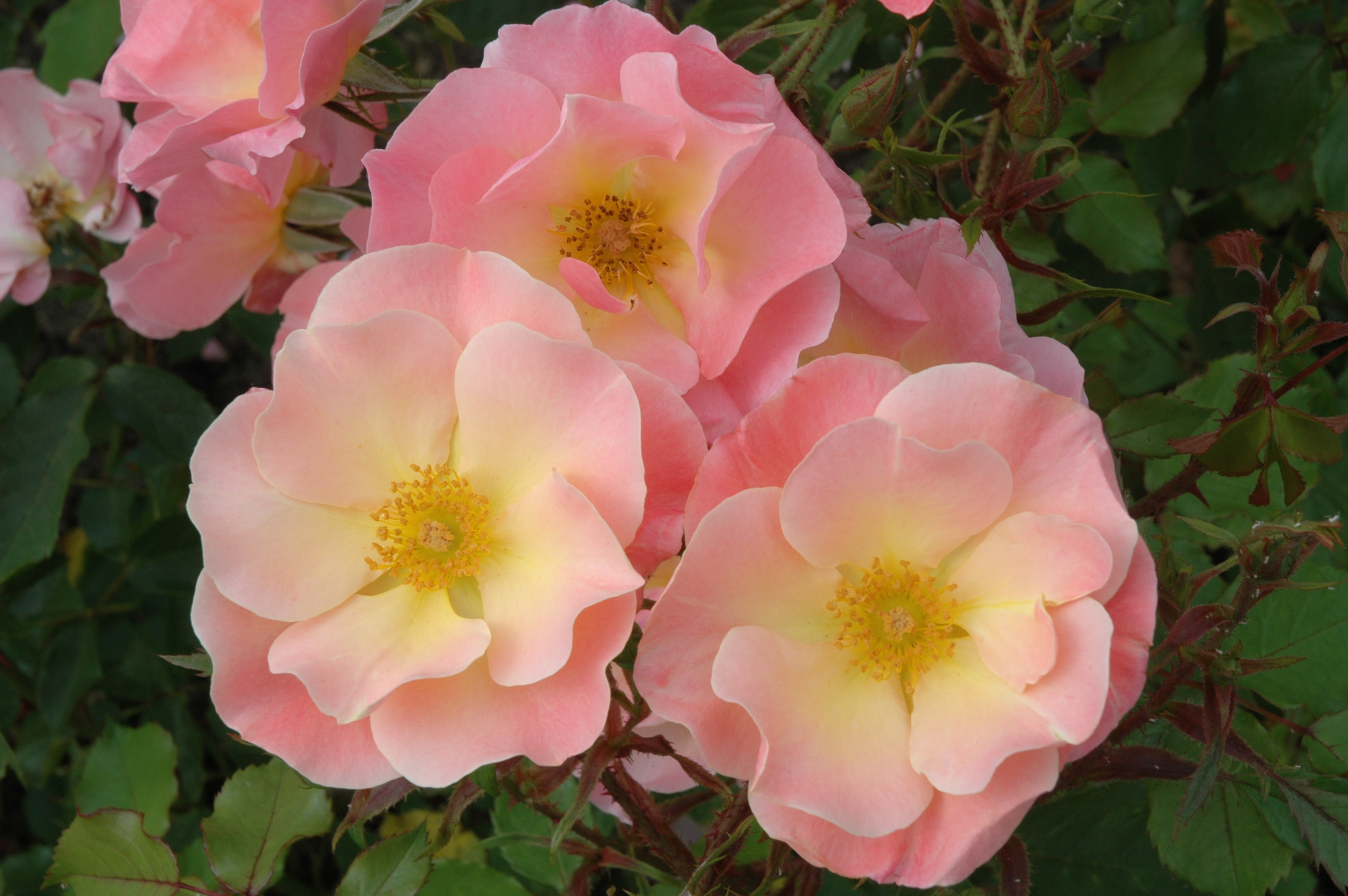 Artikkelbilde til artikkelen Ny hjemmeside