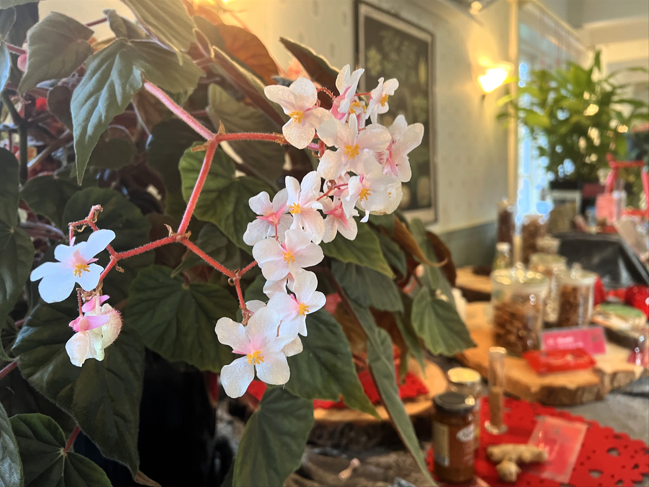 Artikkelbilde til artikkelen Julens botanikk